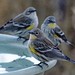 yellow-rumped warblers [YRWa]