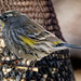 yellow-rumped warbler [YRWa]