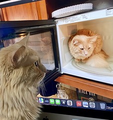 our cat Leo looking at a picture of himself sitting in the microwave