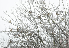 It-s a frozen morning with the birds - Photo of Bournezeau