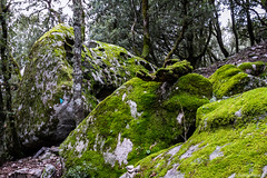 Dans la forêt - Photo of Olmiccia
