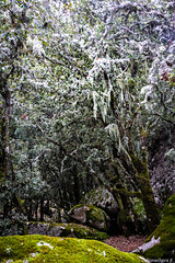 Dans la forêt(2) - Photo of Olmiccia