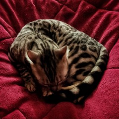 Nap Time ... - Photo of Mosson