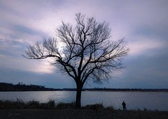 Tree at White Rock Lake