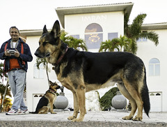 Lots Of Edge, Perimeter, & Cloud Security And GSD X2 X2 (German Shepherd Dogs, Great Security Devices) - IMRAN™