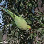 Psittacula Krameri - Rose-ringed Parakeet - https://www.flickr.com/people/135328172@N06/