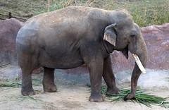2017-02-04_1740-13-090 Elephant at Busch Gardens Tampa