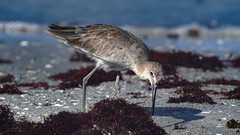 Sandpiper searches the Seaweed