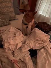 Do not leave clean laundry unattended!