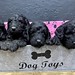 Delilah's F1b minis going home on Feb 4th! We have girls available !
