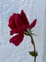 Wind-Tattered Rose Still Smells As Sweet - IMRAN™
