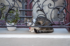 Cat with a fish tag - Photo of Trappes