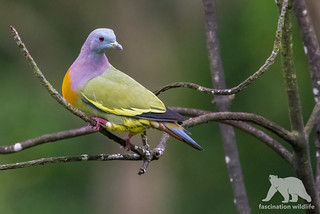 Pink-necked green pigeon