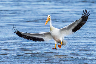 American White Pelican in for a Landing