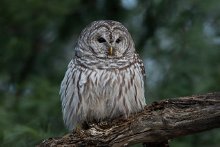 Chouette rayée | Barred Owl | Strix varia