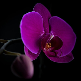 Orchid ...