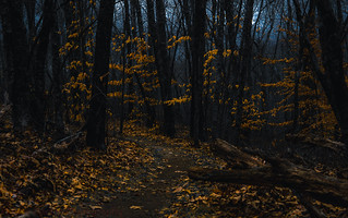 Late_Autumn_Trail