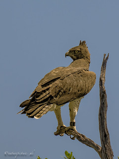 Kampfadler / martial eagle