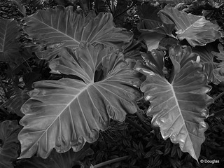 leaves (in bw)