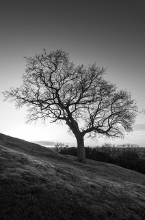 Croft Hill Tree