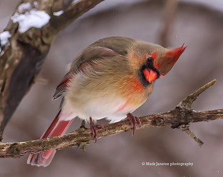 Female northern Cardinal- Mendon ponds Park-Mendon, NY