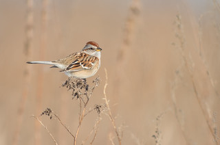 Bruant hudsonien / American Tree Sparrow [Spizella arborea]