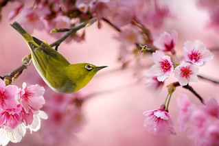 Green elf between cherry blossoms | 櫻花叢間的綠色小精靈