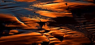 The golden sands of Ballywhiskin beach