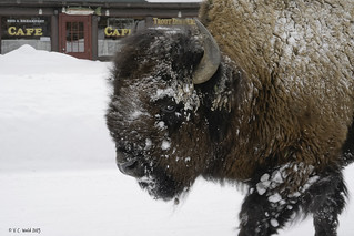 Bison Bull, Silver Gate