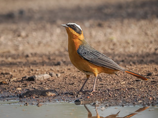 White-browed Robin-Chat.