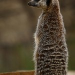 Standing Tall Meerkat by Elaine Robinson