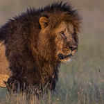 3rd PDI Competition 3 - Lion Portrait by June Sparham