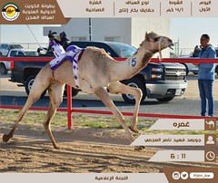صور أشواط الحقايق للمواطنين (بطولة الكويت الدولية لسباق الهجن) صباح 4-2-2023