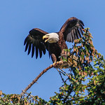 Bald Eagle Calling Mate by June Sparham