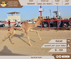 صور رموز الحقايق للمواطنين  بطولة الكويت الدولية لسباق الهجن مساء 4-2-2023