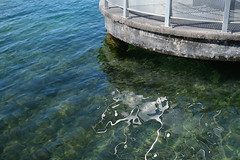 Lac d'Annecy @ Plage municipale @ Menthon-Saint-Bernard - Photo of Viuz-la-Chiésaz