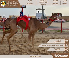 صور اللقايا للمواطنين (بطولة الكويت الدولية لسباق الهجن 2023) صباح الأحد 5-2-2023
