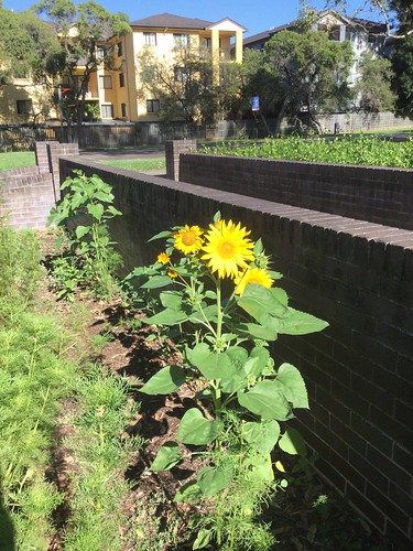 Sunflowers, Sherwin Park, Parramatta
