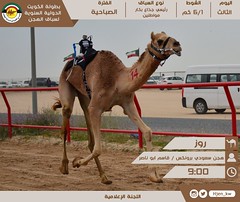 صور سباق الجذاع العامة بطولة الكويت الدولية للهجن صباح الأثنين 6-2-2023