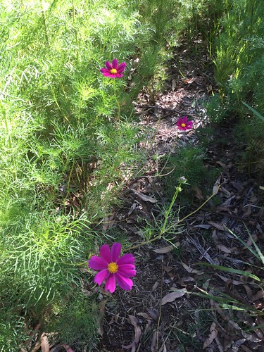 Flowers, Sherwin Park, Parramatta
