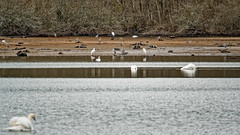 Paysages du Lac du Der en hiver - Photo of Ceffonds