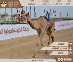 صور منافسات الثنايا للمواطنين (بطولة الكويت الدولية السنوية للهجن) صباح 7-2-2023