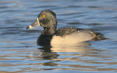 Ring Necked Duck 2022-2