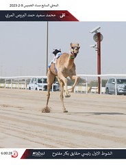 صور سباق الحقايق العام (ميدان الشحانية) السباق المحلي السابع -مساء 9-2-2023