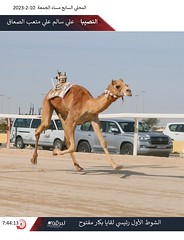 صور سباق اللقايا العام (ميدان الشحانية) السباق المحلي السابع -مساء 10-2-2023
