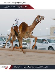 صور سباق الجذاع العام (ميدان الشحانية) السباق المحلي السابع -صباح 11-2-2023