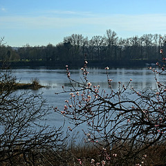 L-arrivée du printemps - Photo of Juigné-sur-Loire