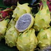Drogon Fruit or Pitaya (Selenicereus sp.) Bangkok