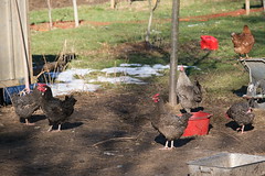 Poules @ Taninges - Photo of Magland