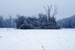The frozen grove
